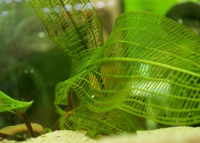 aponogeton madagasca